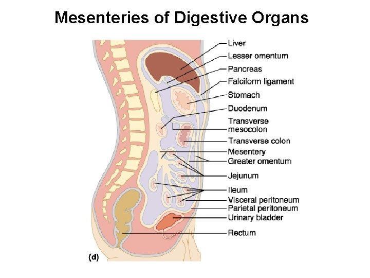 Mesenteries of Digestive Organs 