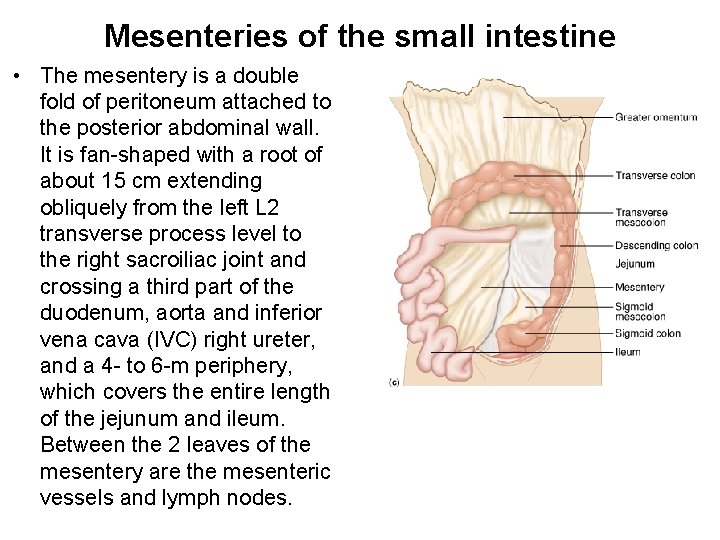 Mesenteries of the small intestine • The mesentery is a double fold of peritoneum