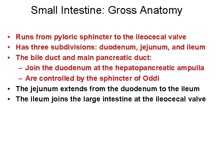 Small Intestine: Gross Anatomy • Runs from pyloric sphincter to the ileocecal valve •