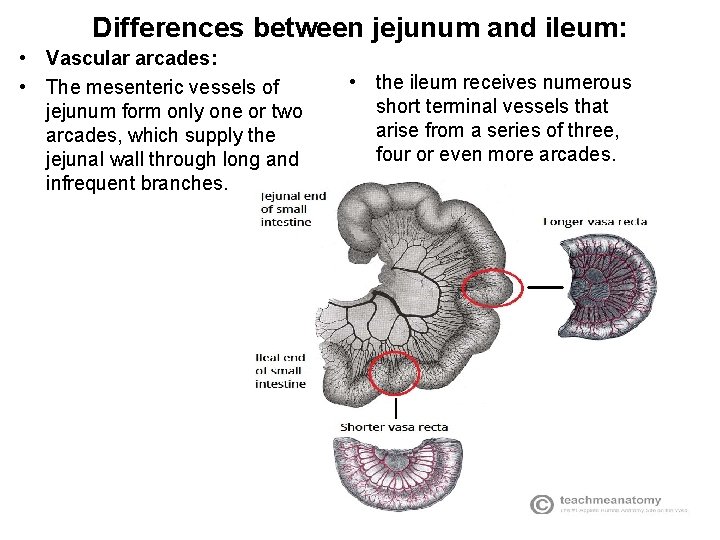 Differences between jejunum and ileum: • Vascular arcades: • The mesenteric vessels of jejunum