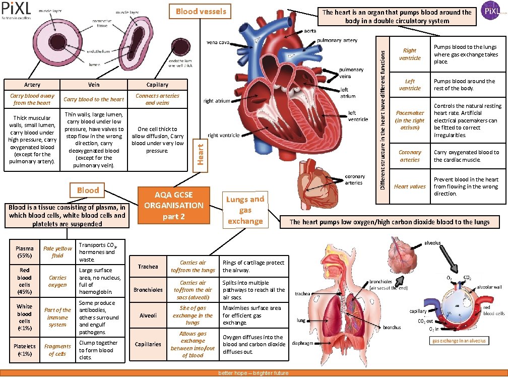 Blood vessels Capillary Carry blood away from the heart Carry blood to the heart