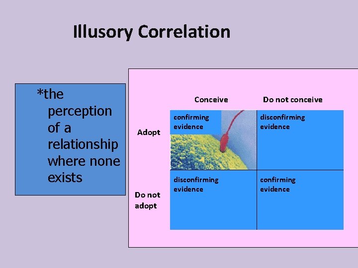 Illusory Correlation *the perception of a relationship where none exists Conceive Adopt Do not