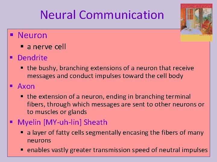 Neural Communication § Neuron § a nerve cell § Dendrite § the bushy, branching