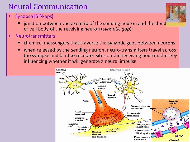 Neural Communication § Synapse [SIN-aps] § junction between the axon tip of the sending
