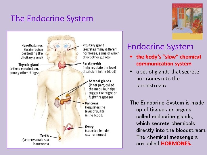 The Endocrine System § the body’s “slow” chemical communication system § a set of