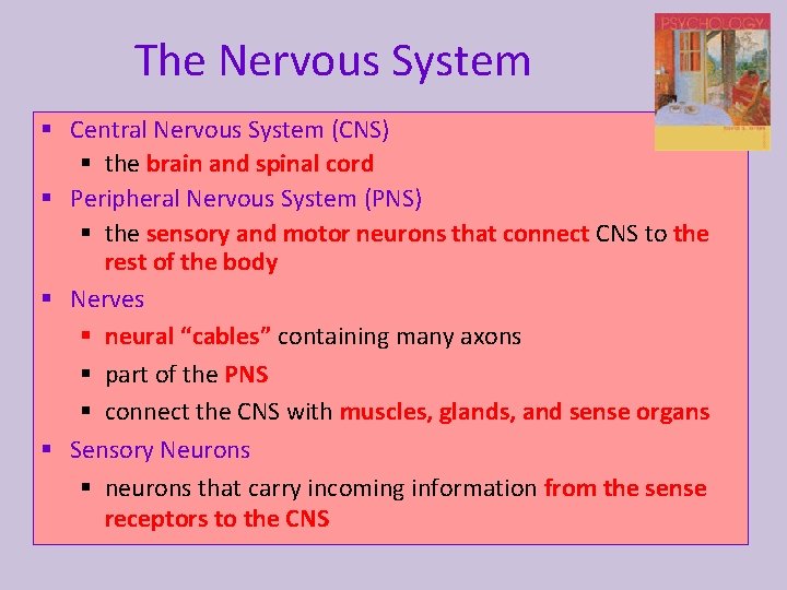 The Nervous System § Central Nervous System (CNS) § the brain and spinal cord