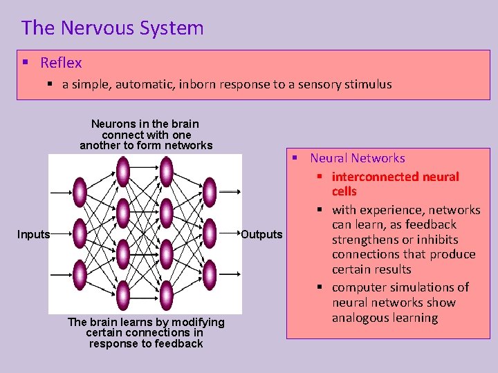 The Nervous System § Reflex § a simple, automatic, inborn response to a sensory