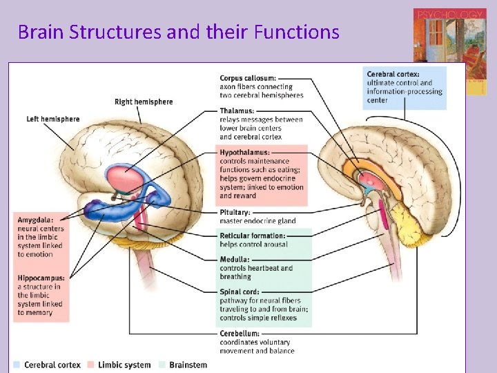 Brain Structures and their Functions 