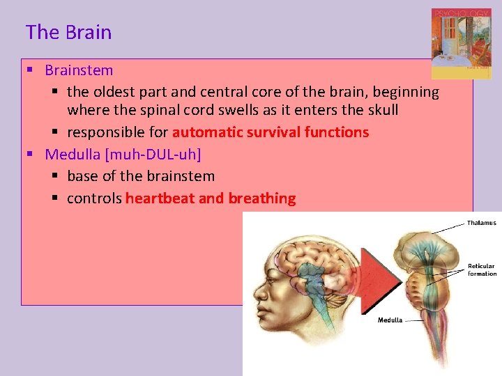 The Brain § Brainstem § the oldest part and central core of the brain,