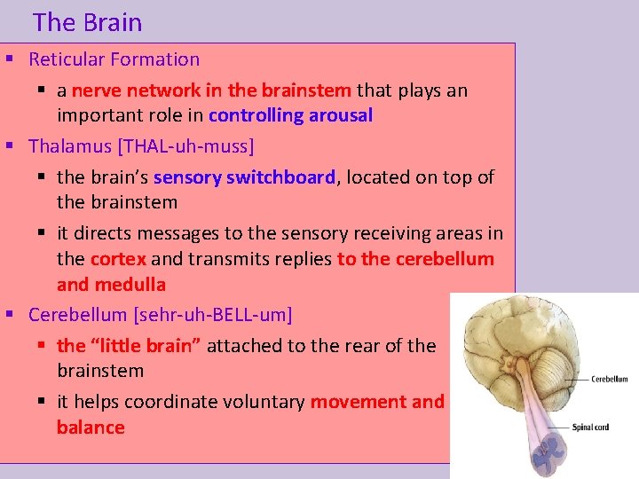 The Brain § Reticular Formation § a nerve network in the brainstem that plays