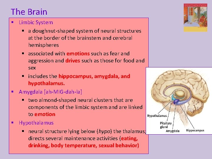 The Brain § Limbic System § a doughnut-shaped system of neural structures at the