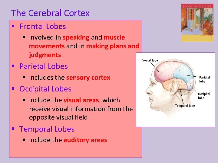 The Cerebral Cortex § Frontal Lobes § involved in speaking and muscle movements and