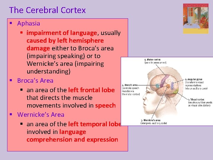 The Cerebral Cortex § Aphasia § impairment of language, usually caused by left hemisphere