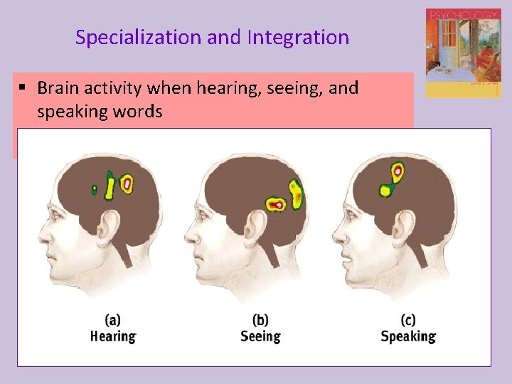 Specialization and Integration § Brain activity when hearing, seeing, and speaking words 