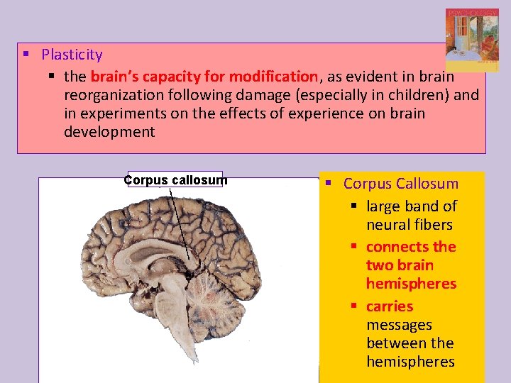 § Plasticity § the brain’s capacity for modification, as evident in brain reorganization following
