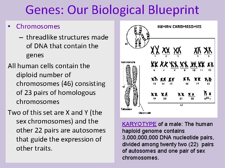 Genes: Our Biological Blueprint • Chromosomes – threadlike structures made of DNA that contain