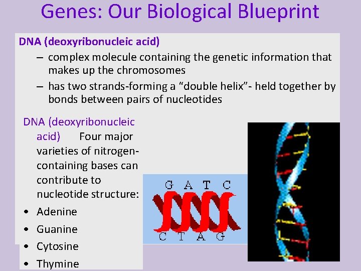 Genes: Our Biological Blueprint DNA (deoxyribonucleic acid) – complex molecule containing the genetic information