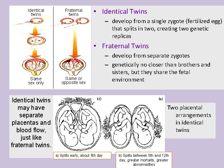 Identical Fraternal Behavior Genetics twins • Identical Twins – develop from a single zygote