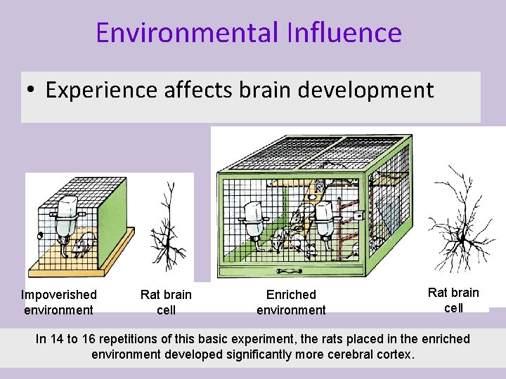 Environmental Influence • Experience affects brain development Impoverished environment Rat brain cell Enriched environment