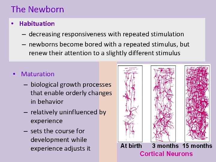 The Newborn • Habituation – decreasing responsiveness with repeated stimulation – newborns become bored