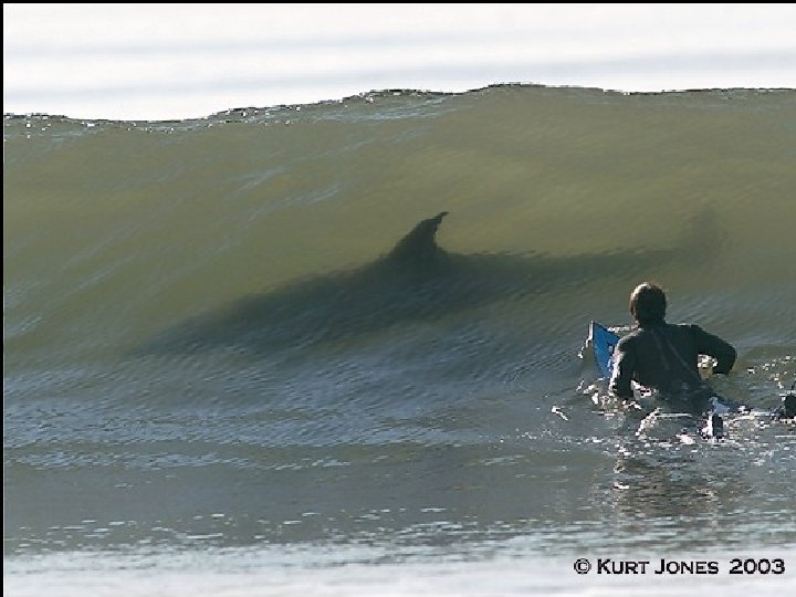 Some surfers may be a little flaky, but they care about water quality. How Some surfers may be a little flaky, but they care about water quality. How