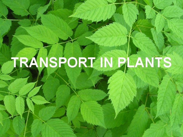 TRANSPORT IN PLANTS 