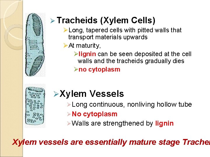 Ø Tracheids (Xylem Cells) ØLong, tapered cells with pitted walls that transport materials upwards