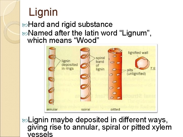 Lignin Hard and rigid substance Named after the latin word “Lignum”, which means “Wood”