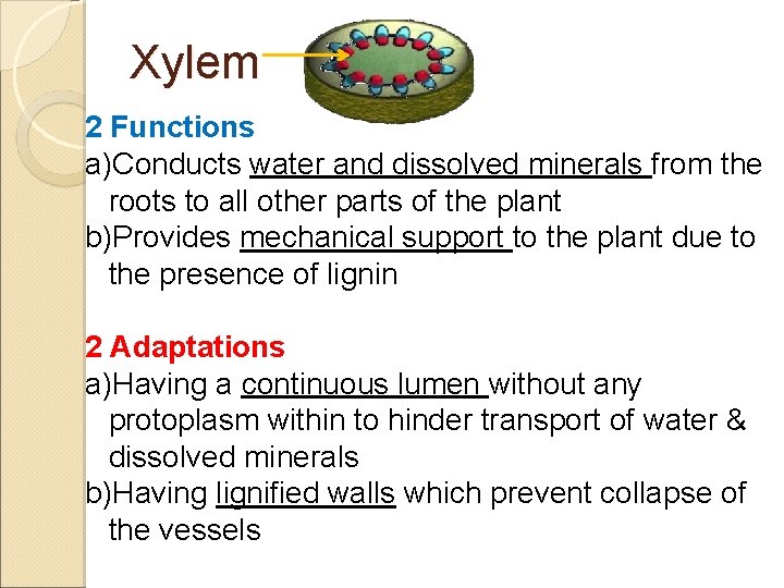 Xylem 2 Functions a)Conducts water and dissolved minerals from the roots to all other