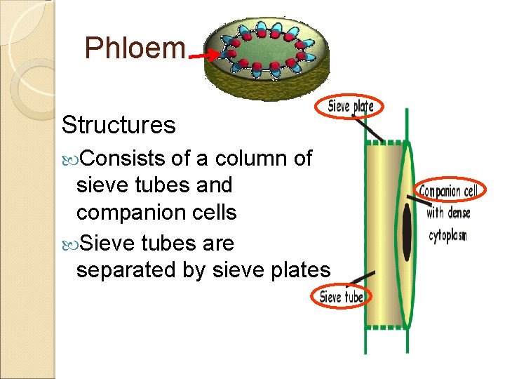 Phloem Structures Consists of a column of sieve tubes and companion cells Sieve tubes