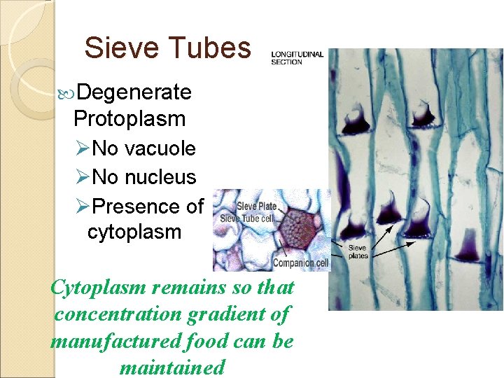 Sieve Tubes Degenerate Protoplasm ØNo vacuole ØNo nucleus ØPresence of cytoplasm Cytoplasm remains so