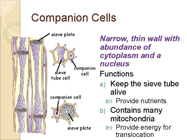 Companion Cells sieve plate sieve tube cell companion cell Narrow, thin wall with abundance