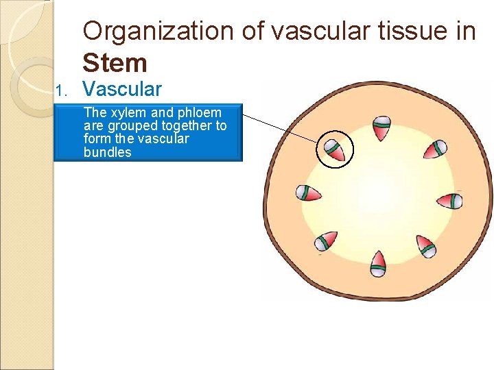 Organization of vascular tissue in Stem 1. Vascular The xylem and phloem Bundle are