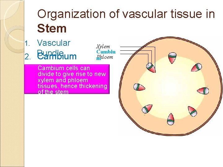 Organization of vascular tissue in Stem Vascular 2. Bundle Cambium 1. Xylem Cambiu Phloem