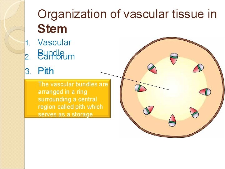 Organization of vascular tissue in Stem Vascular 2. Bundle Cambium 1. 3. Pith The