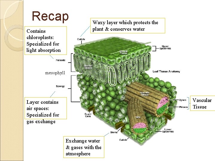 Recap Contains chloroplasts: Specialized for light absorption Waxy layer which protects the plant &