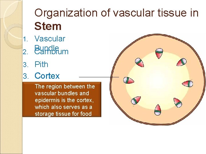 Organization of vascular tissue in Stem Vascular 2. Bundle Cambium 1. 3. Pith 3.