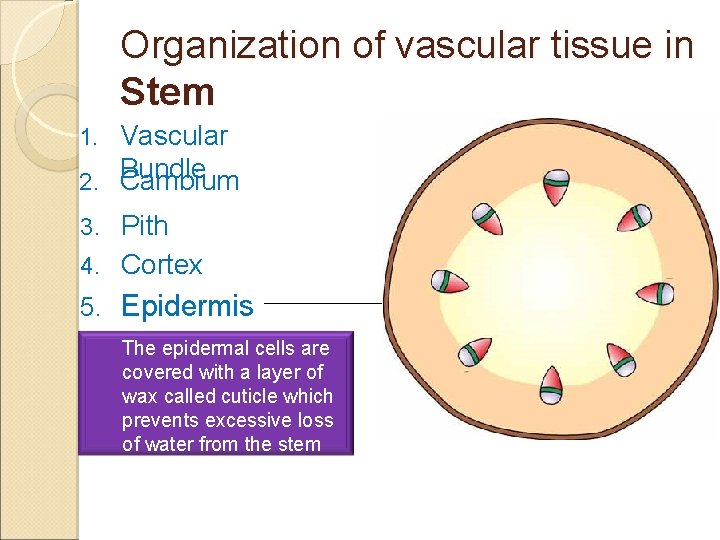 Organization of vascular tissue in Stem Vascular 2. Bundle Cambium 1. 3. Pith 4.