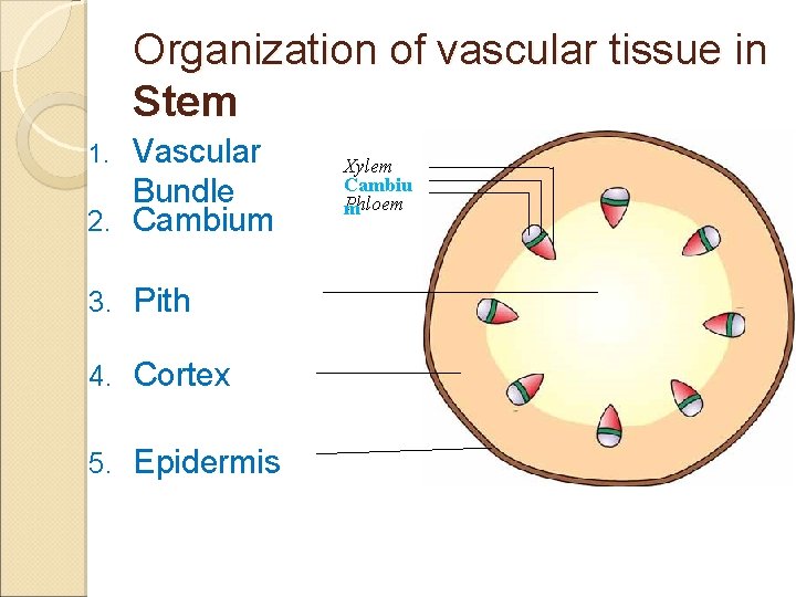 Organization of vascular tissue in Stem Vascular Bundle 2. Cambium 1. 3. Pith 4.