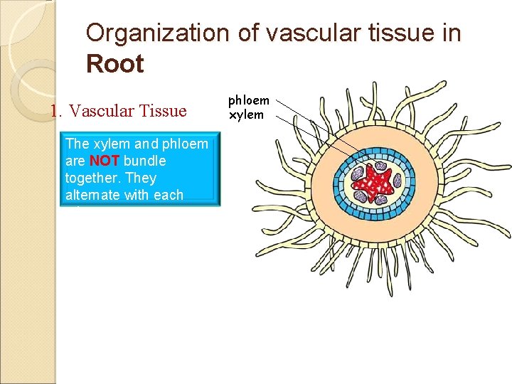 Organization of vascular tissue in Root 1. Vascular Tissue The xylem and phloem are