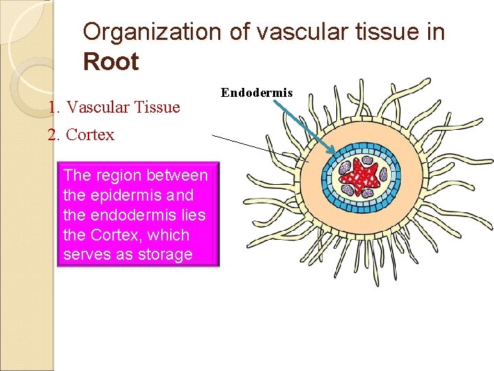 Organization of vascular tissue in Root 1. Vascular Tissue 2. Cortex The region between