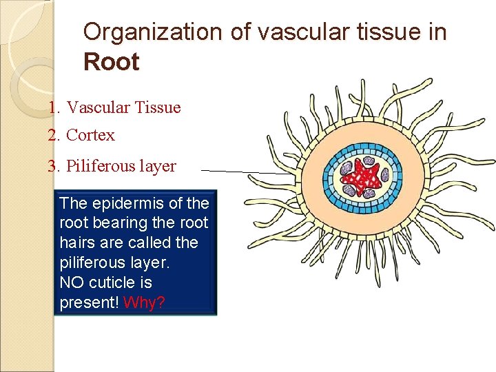 Organization of vascular tissue in Root 1. Vascular Tissue 2. Cortex 3. Piliferous layer
