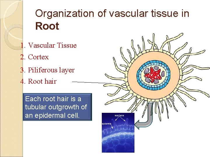 Organization of vascular tissue in Root 1. Vascular Tissue 2. Cortex 3. Piliferous layer