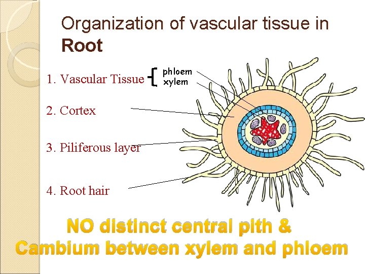 Organization of vascular tissue in Root 1. Vascular Tissue phloem xylem 2. Cortex 3.
