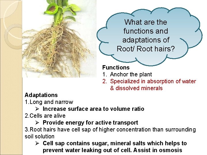 What are the functions and adaptations of Root/ Root hairs? Functions 1. Anchor the