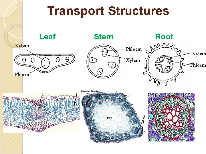 Transport Structures Leaf Xylem Stem Root Phloem Xylem Phloem 