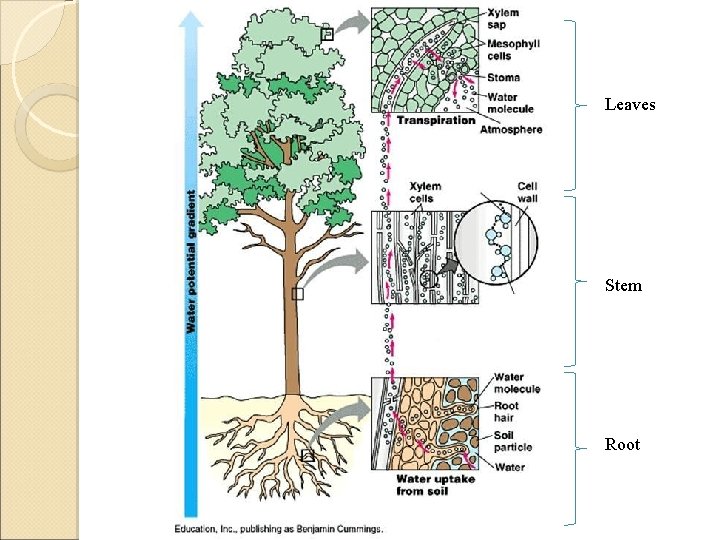 Leaves Stem Root 