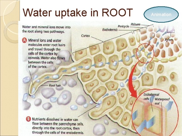 Water uptake in ROOT Animation 