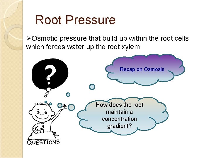 Root Pressure ØOsmotic pressure that build up within the root cells which forces water