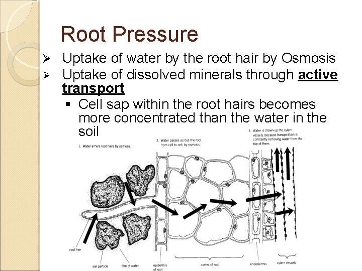 Root Pressure Ø Ø Uptake of water by the root hair by Osmosis Uptake